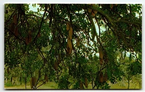 Postkarte Würstchen hängen an einem Wurstbaum im tropischen Florida UNP - Bild 1 von 2