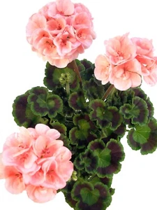 Geranie "Solfaro Sintra" lachs-rosa - Traditionelle Balkonpflanzen - Bild 1 von 2