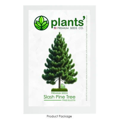 Slash Pine Tree | Premium Seeds | Pinus elliottii | Plants'® - Image 1 of 4