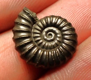 Perfekter Promicroceras Pyritosum Ammonit Fossil (17mm) Jurassic Coast UK Mineral - Bild 1 von 6