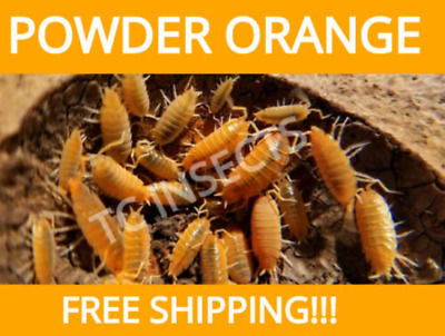 50ct Powder Orange Isopods  Bioactive  FREE SHIPPING (Porcellionides Pruinosus) • 23.95$