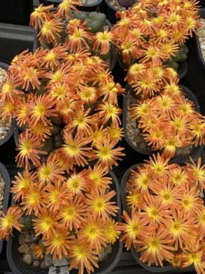 Conophytum Mabel’s Milkman Rare Succulent Plant Live Cactus Plant - Image 1 of 4