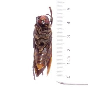 RARE HUGE insect Vespidae Vespa mandarinia QUEEN giant murder hornet China #C7 - Picture 1 of 5