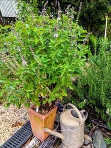 Perennial Basil - (Tube stock, herb, cooking) + FREEBIE - Picture 1 of 4