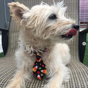 Dog Necktie Halloween Candy Corn - Picture 1 of 1