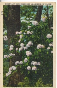 VTG Postcard-Mountain Rhododendron (Maximum) in Bloom- Posted US Forest Service - Picture 1 of 2