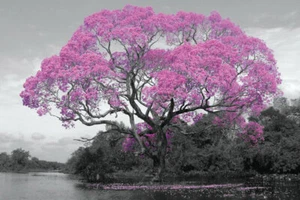 Poster Tree Blossom - Picture 1 of 1