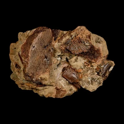 5.6" Edmontosaurus Fossil Bones And Tooth in Situ Lance Creek FM Dinosaur WY COA - Image 1 of 4