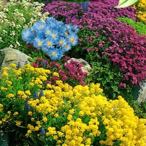 Steingarten Stauden Blumen Mix Pflanze winterhart mehrjährig 300 Samen Nr.304 - Bild 1 von 1