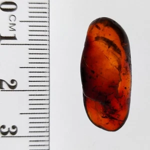 Polished Baltic Amber cognac color gemstone w/ flora leaf fossil inclusion 6.3ct - Picture 1 of 6