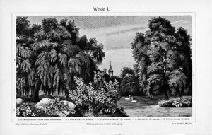 1905 WEEPING & POLAR WILLOW TREE ENGRAVING ILLUSTRATION PRINT 2 Pgs - Picture 1 of 4