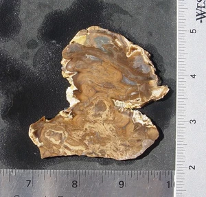 Ágata cerebral estromatolita de losa lapidaria de Wyoming T1096 - Imagen 1 de 10