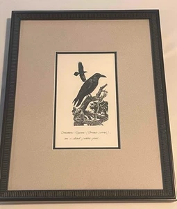 Common Raven On Dead Pinon Pine Bird Art Print Pro Framed Double Mat Ornithology - Foto 1 di 5