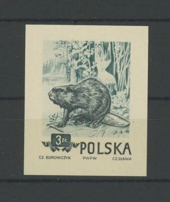 ANIMALES POLONIA 1954 PRUEBA!! ¡RARO!! GRABADOR CASTOR CASTOR CZ. ¡SLANIA!! m5002 Foto 1 de 2