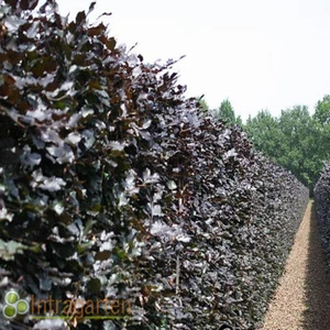 Blutbuche Fagus Sylvatica Atropunicea Heckenpflanze im 9 cm Topf +20 cm - Bild 1 von 14