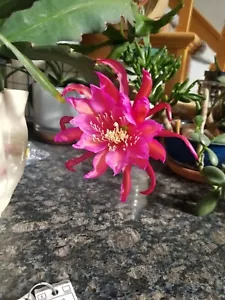 1 seltene frische RHed SCHNEIDEN Epiphyllum ""DragonHeart"" ~4" & frisch Mystery CTG - Bild 1 von 4