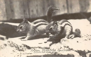 RPPC Golden Mantled Squirrels Diamond Lake, Oregon 1955 Vintage Postcard - Picture 1 of 2