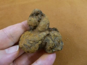 (PP463-95) 1-7/8" Genuine Fossil TURTLE POOP Coprolite WA state DUNG WEIRD GIFT - Picture 1 of 1