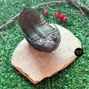 Flying Trilobite Odontochile (Zlichovaspis) rugosa from Morocco Devonian - Picture 1 of 6