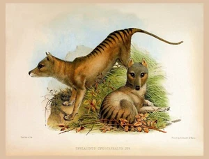 Decor Poster.Home interior design.Room wall print.Thylacine.Wildlife art.6790 - Picture 1 of 1