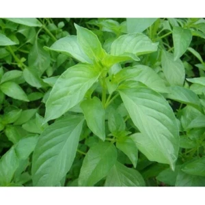 600 Lemon Basil Seeds | Non-GMO | Herb Seeds | Lá é - Picture 1 of 2