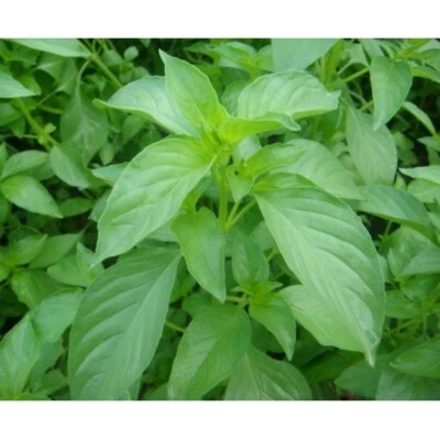 600 Lemon Basil Seeds | Non-GMO | Herb Seeds | Lá é - Image 1 of 2