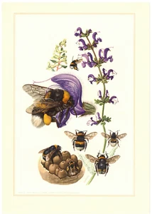 Dunkle Erdhummel Bombus terrestris Hummel Insekten Farbdruck 1956 - Bild 1 von 1