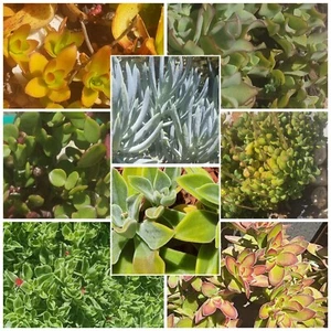 Succulent cuttings box30 different types Random cuttings Size depends on variety - Picture 1 of 11