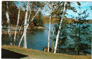 Ontario Postkarte Cloyne Birken am See - Bild 1 von 2