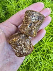 2 Mosasaur Caudal Pygal Tail Vertebrae Bones Cretaceous Dinosaur Fossil Ozan TX - Picture 1 of 4