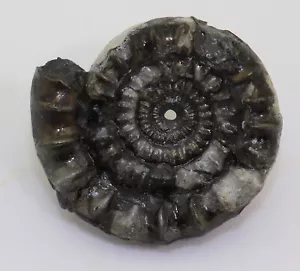 Ammonite, Echioceras rarostatum, Giura, Sinemur, Charmouth, Dorset, Regno Unito -L119 - Foto 1 di 7