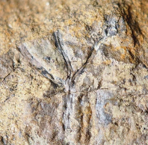¡RARO! Inusual planta terrestre más antigua Cooksonia triple ramificada y esporangio extraño - Imagen 1 de 13