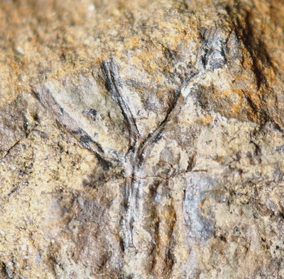 RARE ! Unusual triple branched Cooksonia & strange sporangium oldest land plant - Image 1 of 4