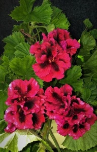 2 Cuttings Regal pelargonium geranium Big blooms Red with black shade Corrobaree - Picture 1 of 1