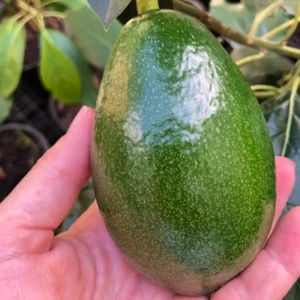 BeauFlora Hybrid Avocado ( Bacon , Graft ) Exotic 1 Bare-Root Plant - Picture 1 of 2