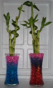 Decoración de cuentas de riego para usar con bambú de la suerte y plantas tropicales reducen el riego - Imagen 1 de 72