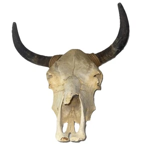 Genuine cow or steer with horns large wall display - Picture 1 of 14