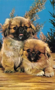 BAMFORTH ANIMAL SERIE Nº G379 PERRO SIN USAR MUY BUENO - Imagen 1 de 2