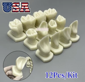 Modelos de forma de dientes de ortodoncia dental modelo tipodonte para enseñanza de laboratorio 12*/Kit EE. UU. - Imagen 1 de 18