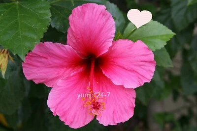 (5) Unroot 8" Stems Hibiscus ~Hawaiian Pink~ Branches/Cuttings, Bush/Shrub/Tree - Image 1 of 4