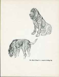 BLOODHOUND LOVELY IMAGE VINTAGE 1930'S DOG ART PRINT by KF BARKER - Bild 1 von 1
