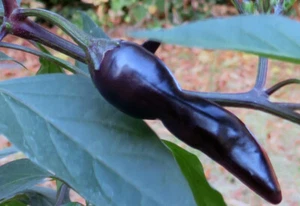 POT BLACK Pepper Chilli Seeds 100% Organic UK Hardy. Multi-Buy Discounts - Picture 1 of 2