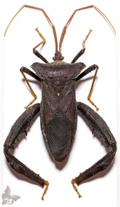 Heteroptera No.6, Peru, MOUNTED, ACTUAL SPECIMEN - Picture 1 of 1