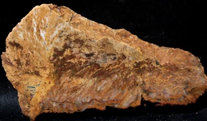 S457  ~  4.3oz 3 pc Rare Barite Plume Petrified Wood ~ Oregon - Picture 1 of 8