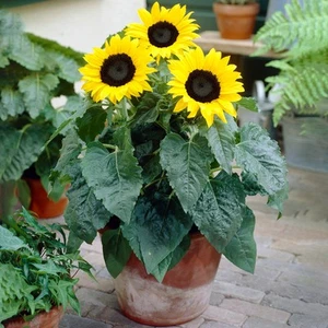 Vibrant 20-30cm Sunflower Garden Plant Golden Annual Potted Flower In 13cm Pot - Picture 1 of 5