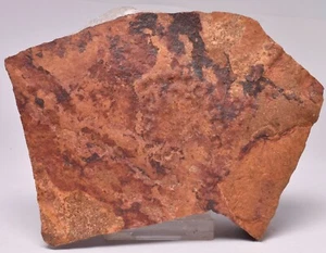 HORODYSKIA Mesoproterozoic 1.4 B.Y.O, AUSTRALIAN FOSSIL F26 - Bild 1 von 4
