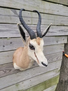 South African Springbok Taxidermy Shoulder Mount FREE Shipping  - Picture 1 of 13
