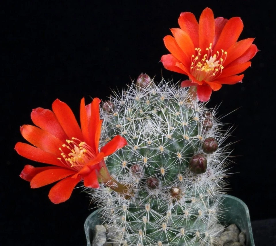 Rebutia Maxima exotic rare cactus globular flowering cacti flower seed 100 SEEDS - Image 1 of 1