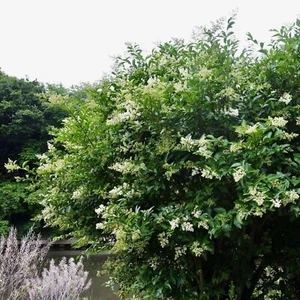 Ligustrum Lucidum Waxleaf | 3 Extra Large 3 Gallon Plants | Lustrous Garden... - Picture 1 of 9
