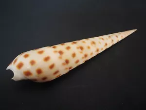 An Incredible...(Terebra) OXYMERIS AREOLATA~114.2mm~Kenya SEASHELL - Imagen 1 de 3